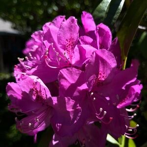 Meet your Posher, Janet